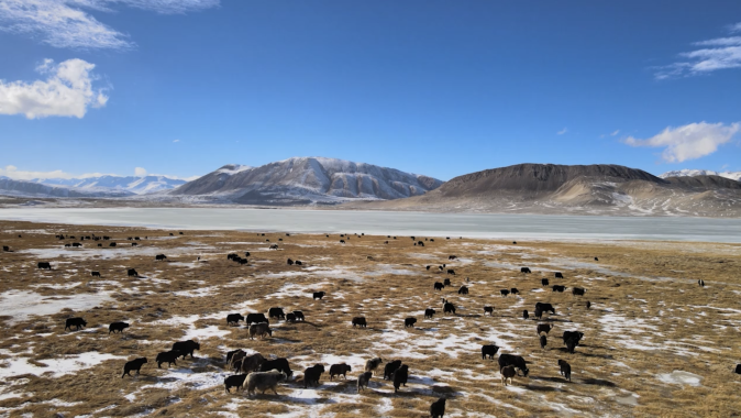 Yaks in the Pamir 