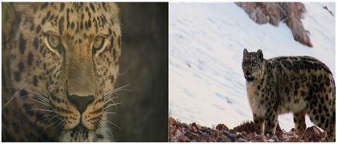 The snow leopard is threatened with survival as the nomads and the realm of life are mixed, and Wang Feng, who has been on the snowy field for 8 years to protect it, And while watching the crisis of the snow leopard, Hong Eun-hee's pursuit of PD is trying to find the traces of the Korean leopard that have disappeared from this land. The Korean peninsula where leopards lived so much that they were once called the leopard kingdom. What was a leopard for us, and how is it remembered by people? And why did they have to disappear, and what is the message that disappearance throws at us?   Starting from the Pamir Plateau in the Republic of Tajikistan, we follow the traces of a snow leopard that extends through the Qilian Mountains in China, and the traces of a Korean leopard that extends through Baekdu-daegan to Mt. Jirisan. 