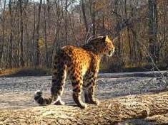 History of the Wild 