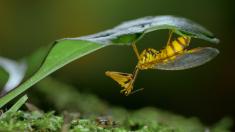 Insects, Masters of Strategy