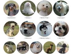 Happy Dog TV 