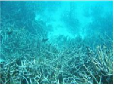 Attacted by the Environment_the Microplastics
