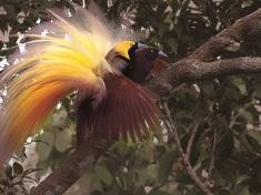 The Male